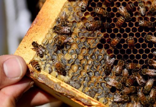 Image #1 de Diego Rima