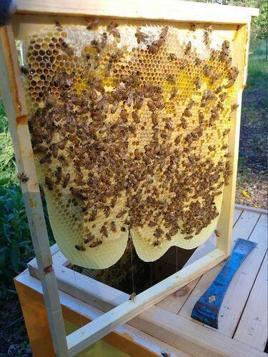 Image #1 de Anna Leclerc