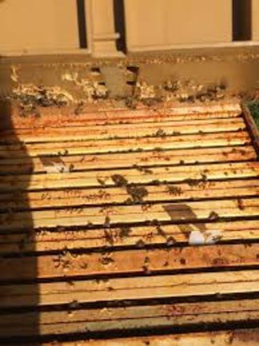 Image #1 de Martino D.