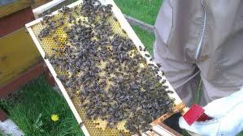 Image #1 de Frank H.