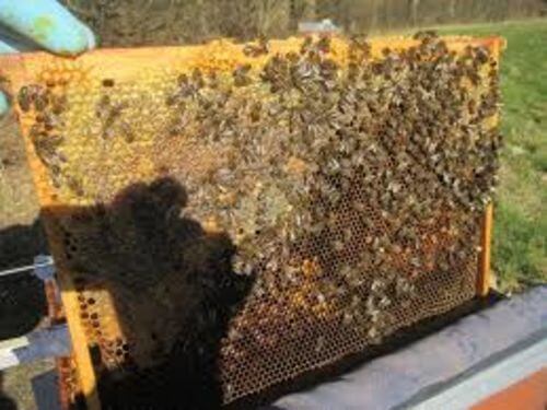 Image #1 de Baldassario Q.