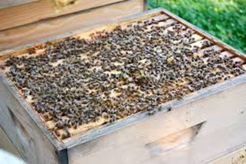 Image #1 de Pschnee S.