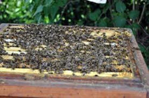 Image #1 de Hasan D.