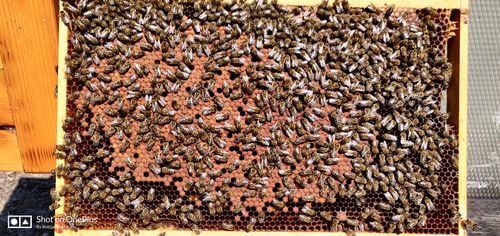 Image #1 de Čebelar J.