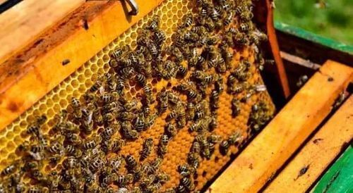 Image #1 de Nicht N.