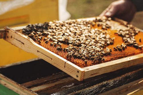 Image #1 de Bates J.