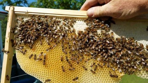 Image #1 de Pinheiro K.