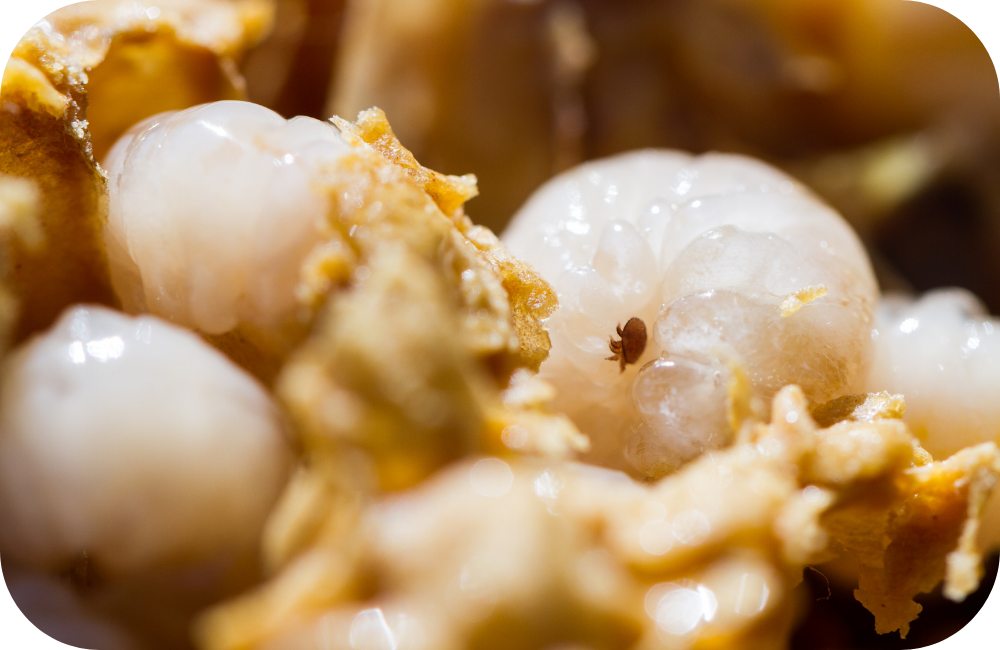 Varroa